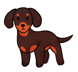 Dachshund