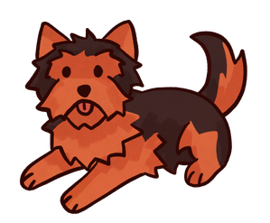 Yorkie
